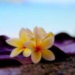 Ho'oponopono versione Hawaiana (affermazioni)